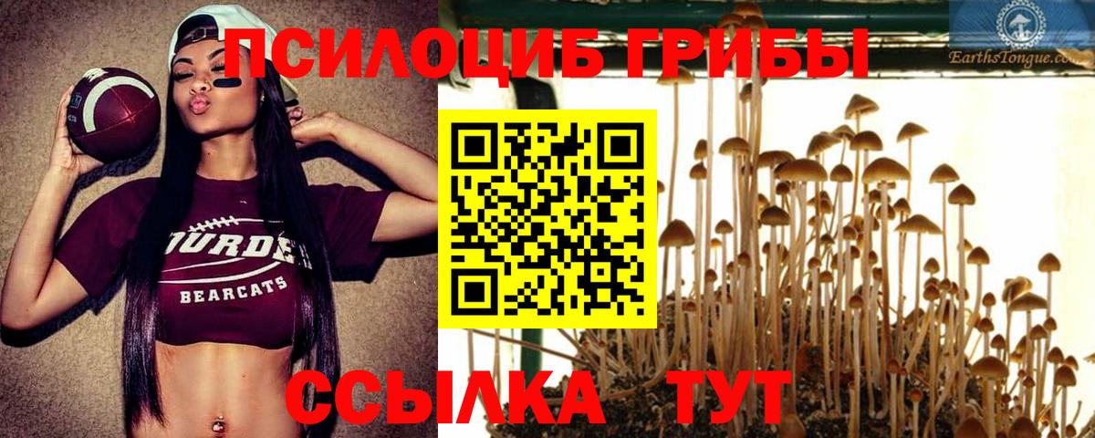 Псилоцибиновые грибы прущие грибы Мурино
